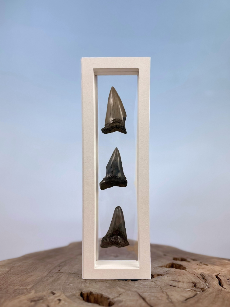 Dente di Megalodon "Little Cubs" | 3D frame | 30x10cm