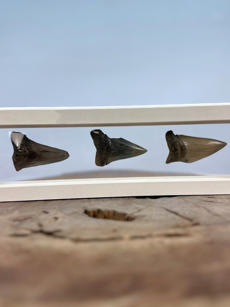 Dent de mégalodon "Little Cubs" | 3D frame | 30x10cm