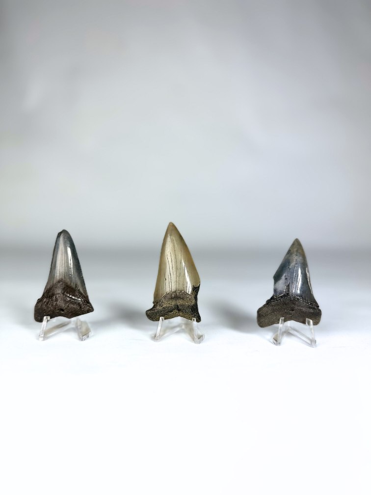 Diente de Megalodon "Little Cubs" | 3D frame | 30x10cm