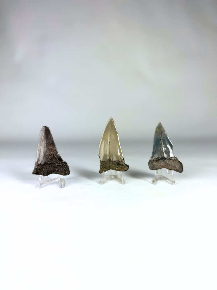 Megalodon Tooth "Little Cubs" | 3D frame | 30x10cm