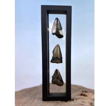 Diente de Megalodon " "Broken Treasures" | 3D frame | 30x10cm