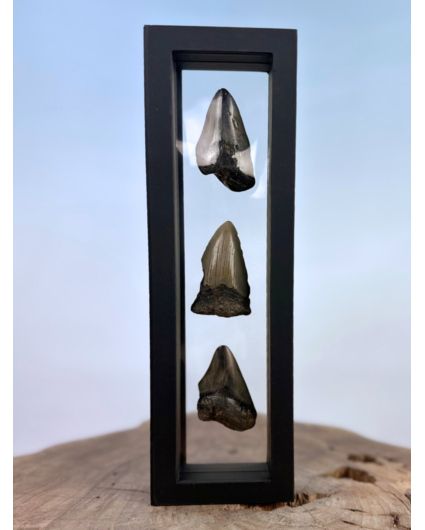 Megalodon Tooth "Broken Treasures" | 3D frame | 30x10cm