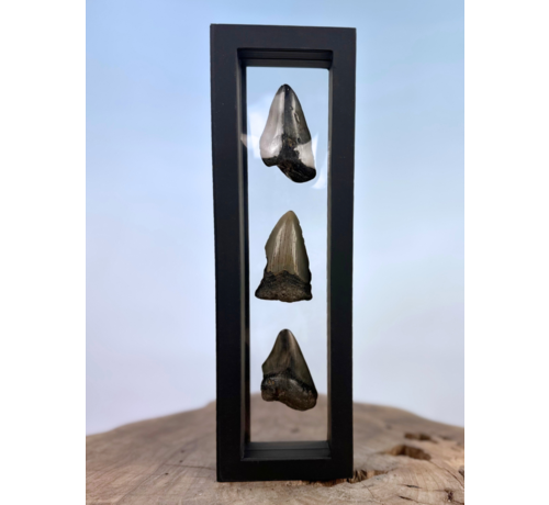 Megalodon Tooth " "Broken Treasures" | 3D frame | 30x10cm