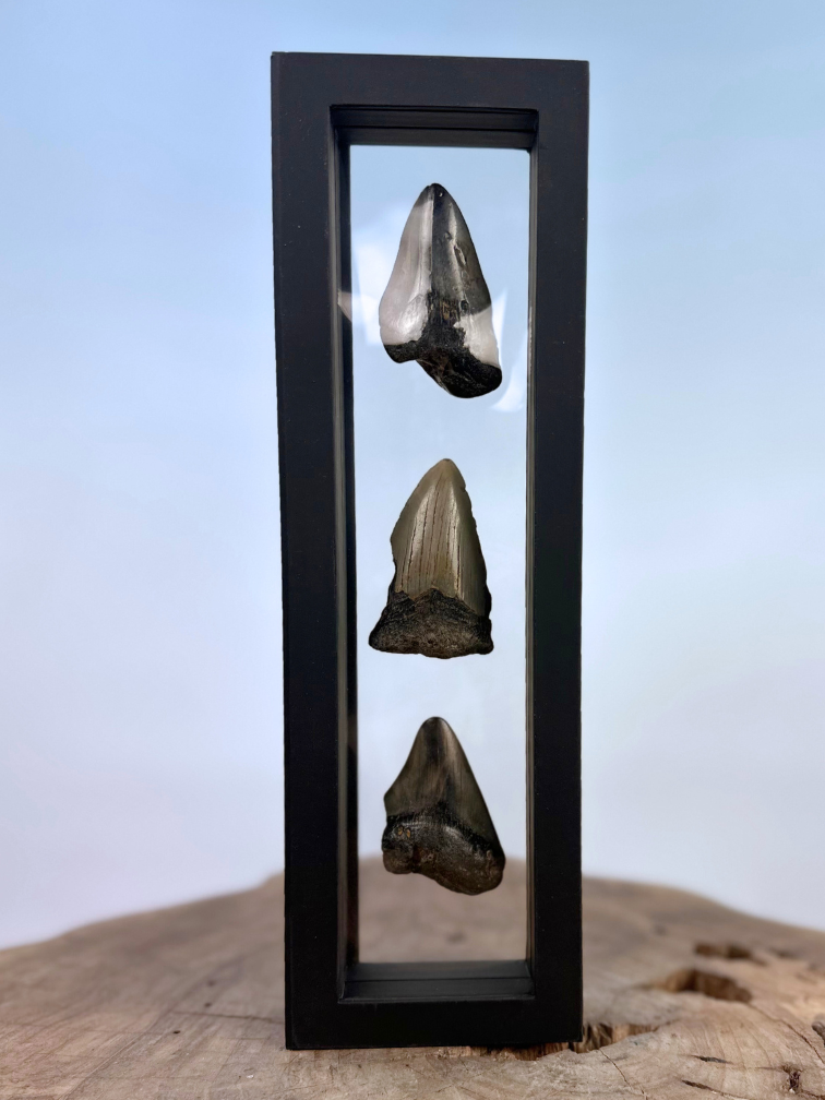 Dente di Megalodon "Broken Treasures" | 3D frame | 30x10cm