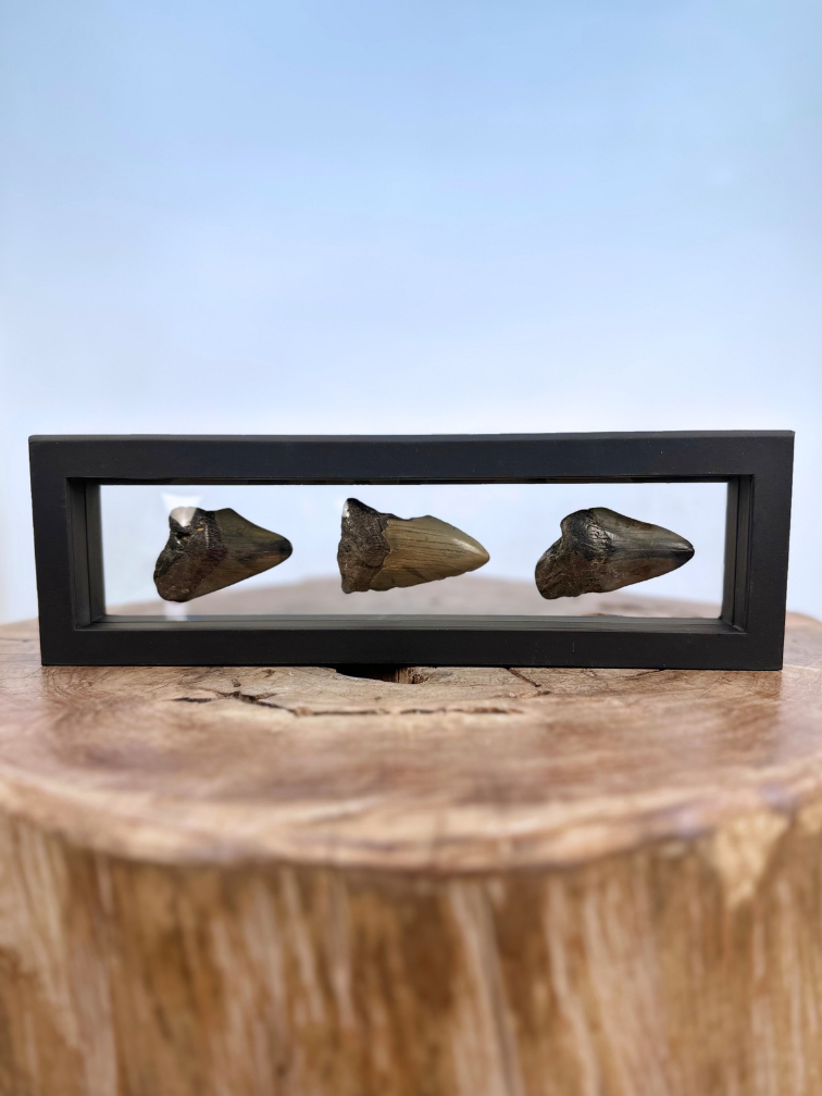 Dente di Megalodon "Broken Treasures" | 3D frame | 30x10cm