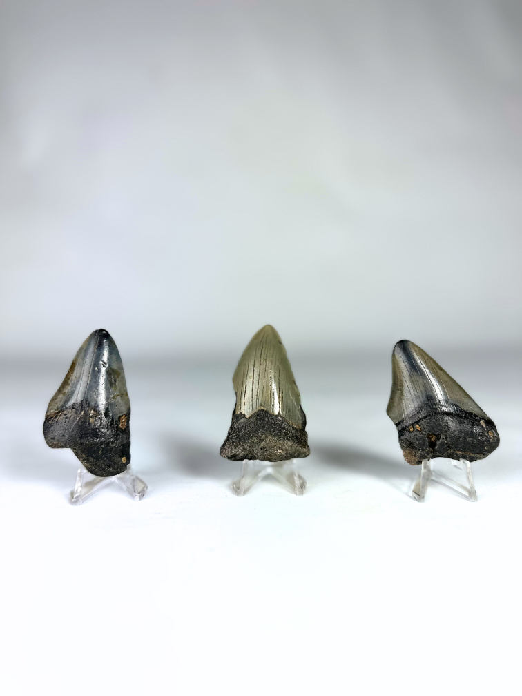 Dente di Megalodon "Broken Treasures" | 3D frame | 30x10cm