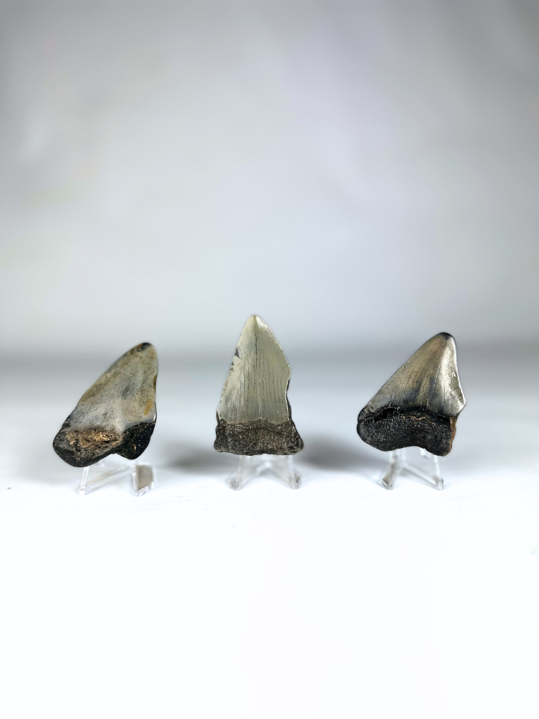 Dente di Megalodon "Broken Treasures" | 3D frame | 30x10cm