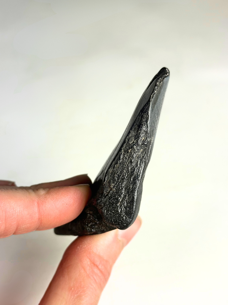 Megalodon-Zahn "The Abnormal" (US) -7,9 cm