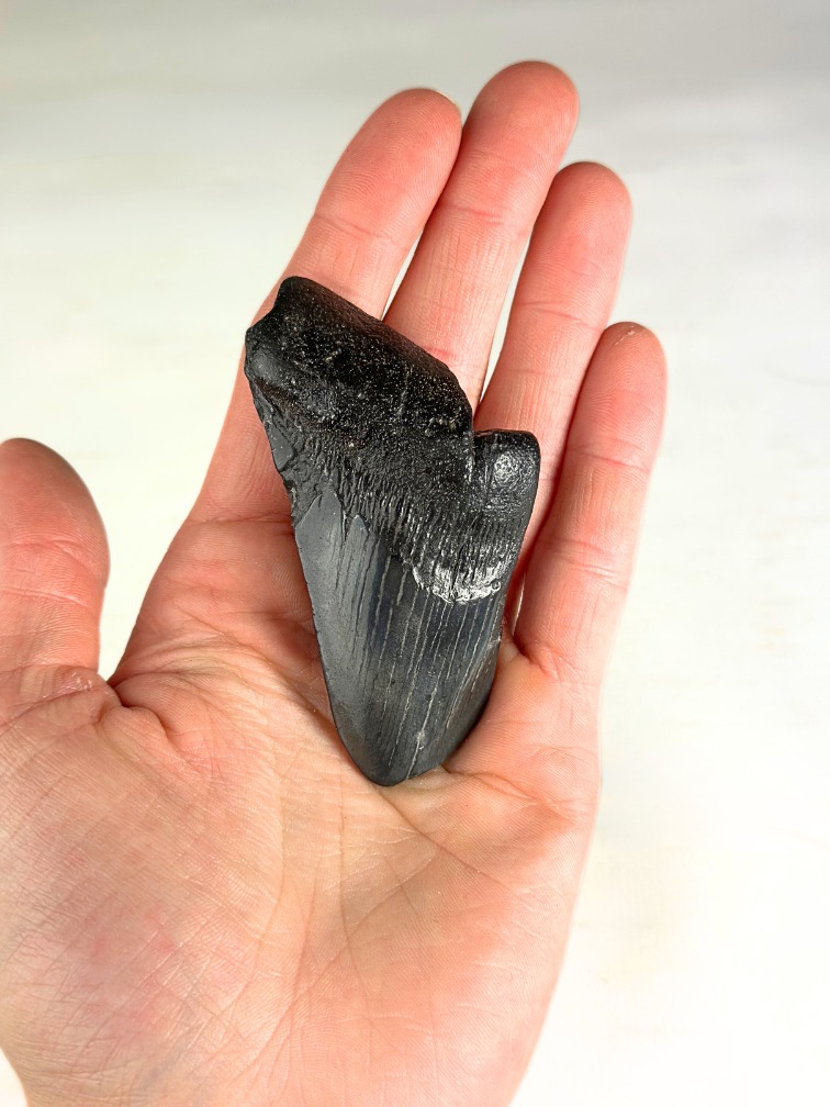 Dente di Megalodon "The Abnormal" (USA) - 7,9 cm