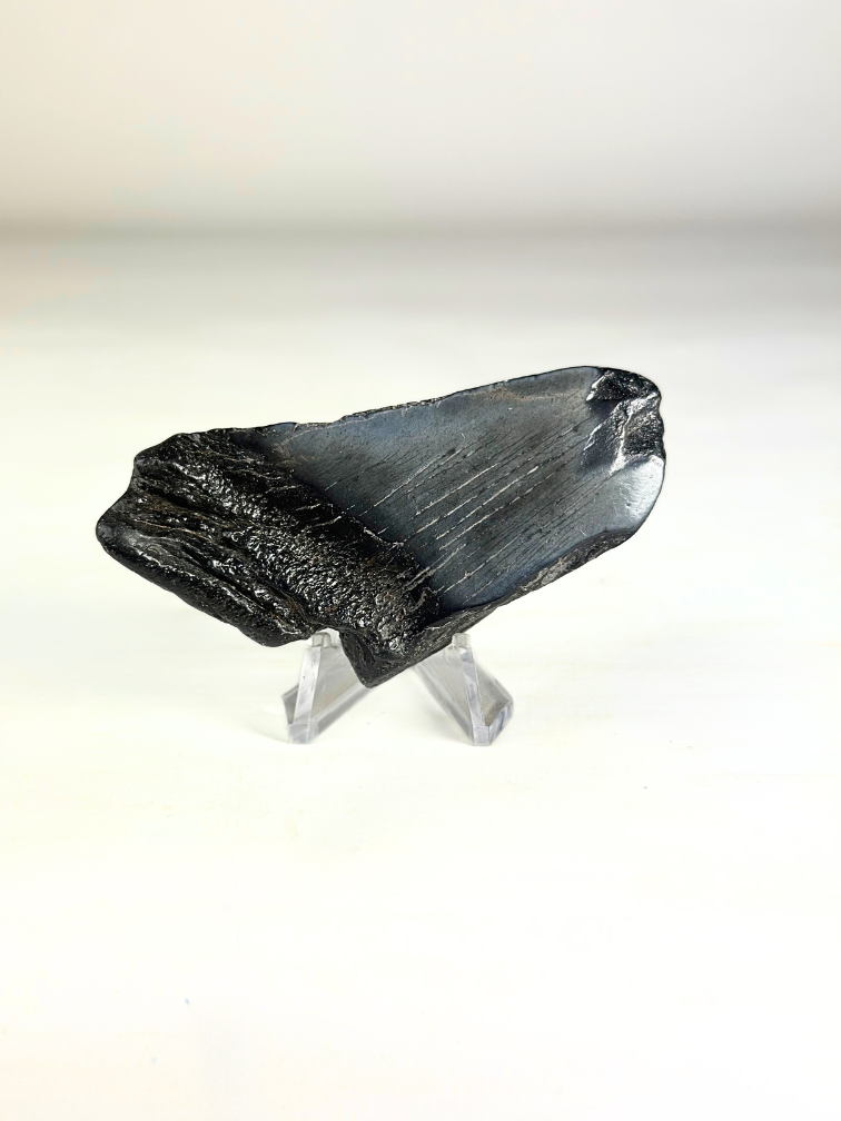 Megalodon-Zahn "The Abnormal" (US) -7,9 cm