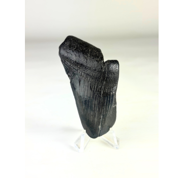 Dent de mégalodon "The Abnormal" (US) - 7,9 cm