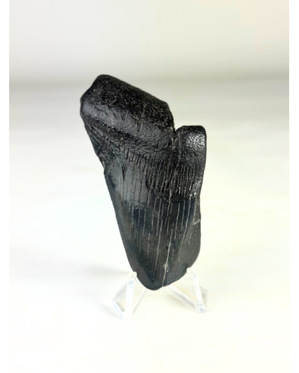 Megalodon tand "The Abnormal" (VS) - 7,9 cm