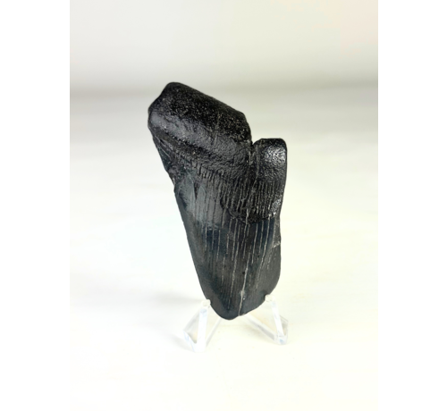 Megalodon tooth "The Abnormal" (US) - 7,9 cm