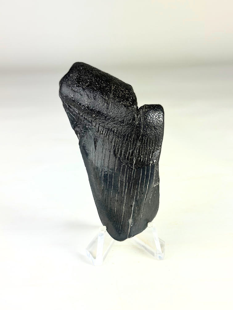 Megalodon-Zahn "The Abnormal" (US) -7,9 cm