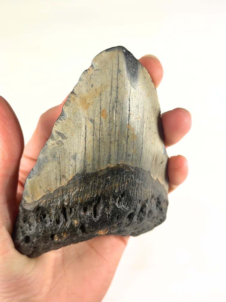 Megalodon Tand "The Key" (VS) - 12,1 cm