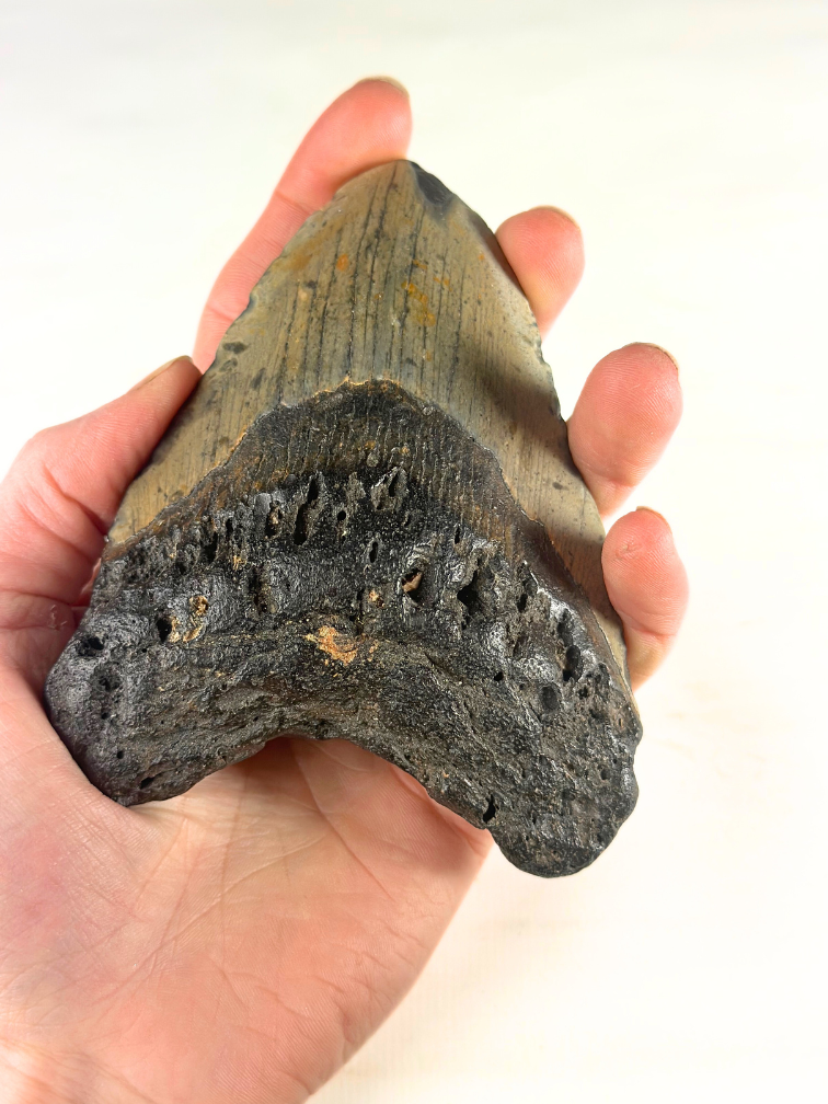 Megalodon Tand "The Key" (VS) - 12,1 cm