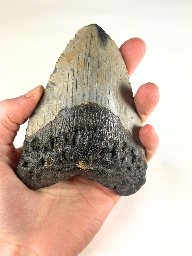 Dente di Megalodon "The Key" (USA) - 12,1 cm