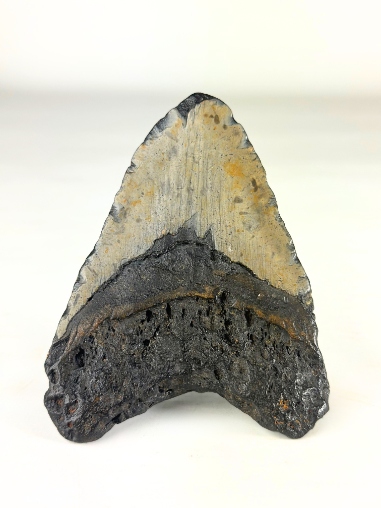 Megalodon Tand "The Key" (VS) - 12,1 cm