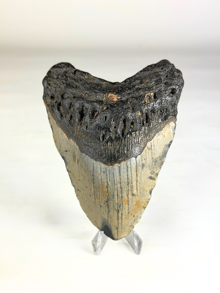 Megalodon Tooth "The Key" (US) - 12,1 cm