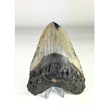 Megalodon-Zahn "The Key" (US) - 12,1 cm