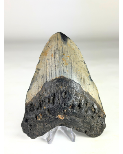 Diente de megalodón "The Key" (US) - 12,1 cm