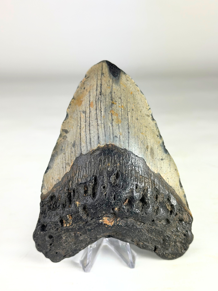Megalodon Tooth "The Key" (US) - 12,1 cm