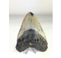 Dente di Megalodon "The Key" (USA) - 12,1 cm