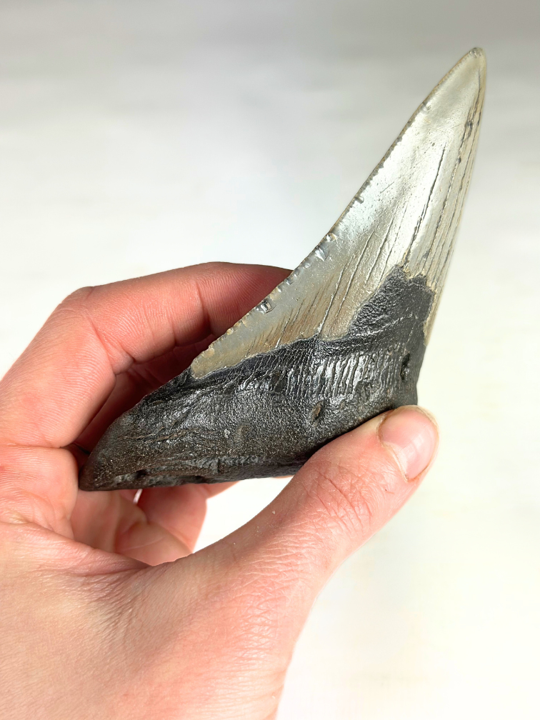 Dent de mégalodon "Savage Reborn" (VS) - 11,8 cm