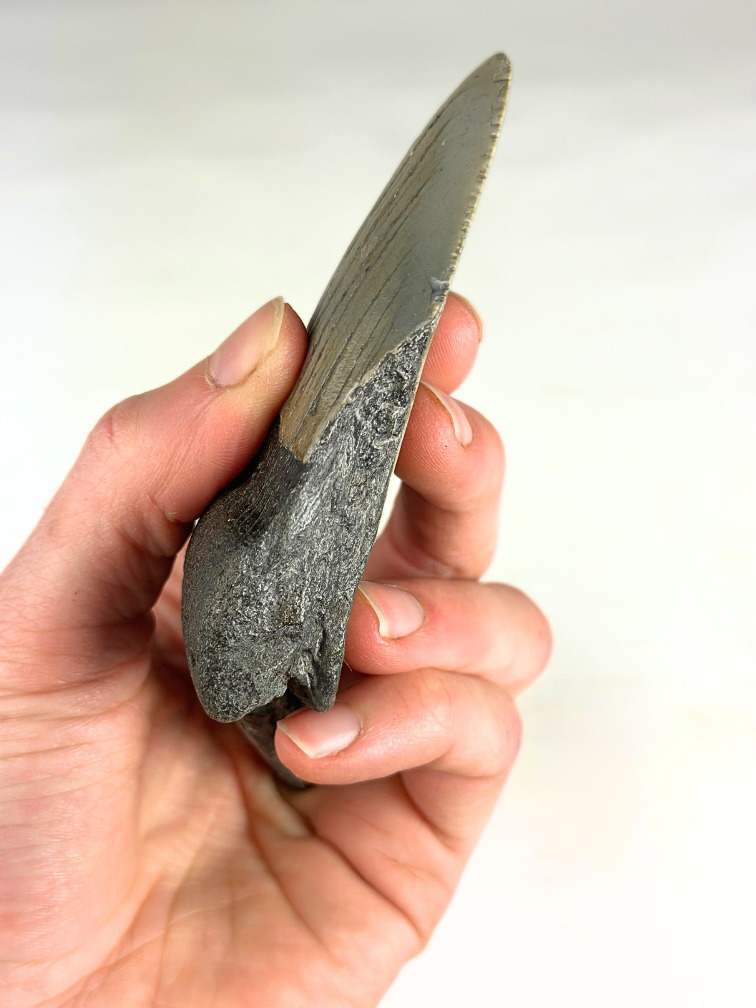 Dent de mégalodon "Savage Reborn" (VS) - 11,8 cm