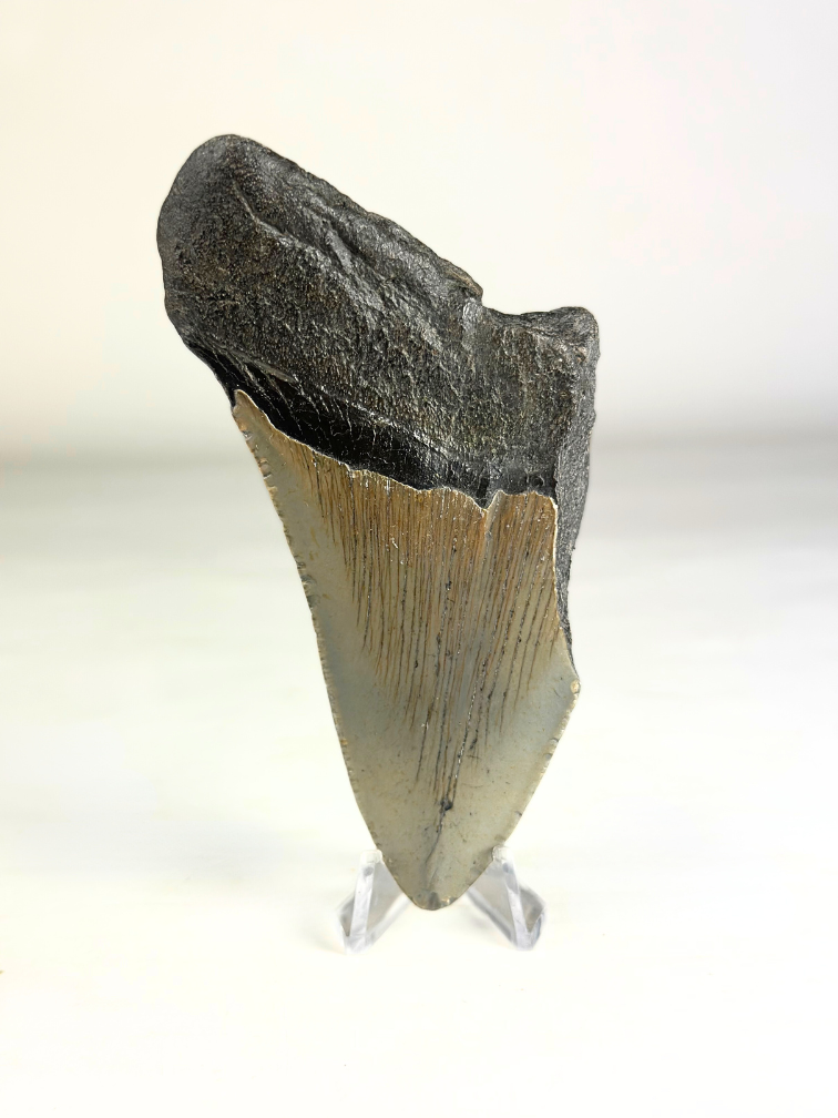 Dent de mégalodon "Savage Reborn" (VS) - 11,8 cm