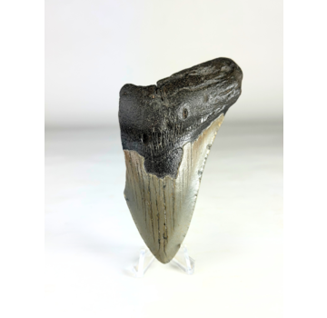 Diente de megalodón "Savage Reborn" (US) - 11,8 cm