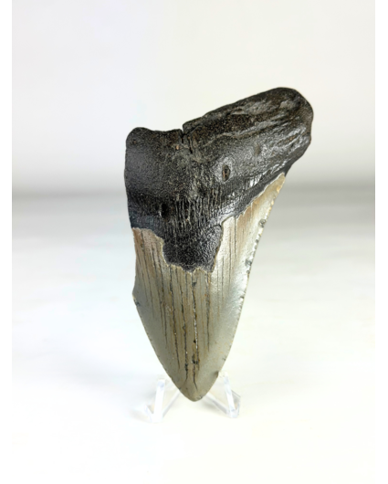 Dent de mégalodon "Savage Reborn" (VS) - 11,8 cm