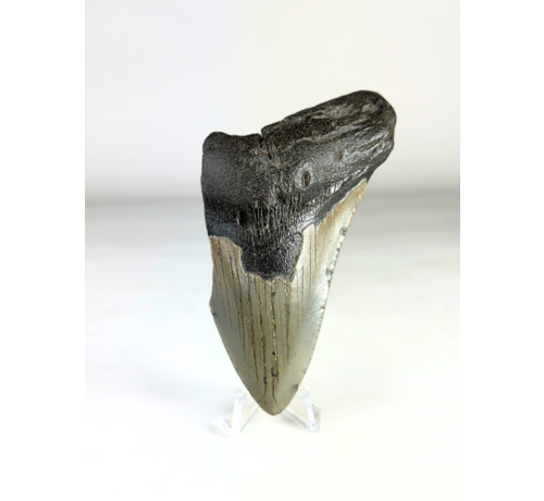 Megalodon Tand "Savage Reborn" (VS) - 11,8 cm