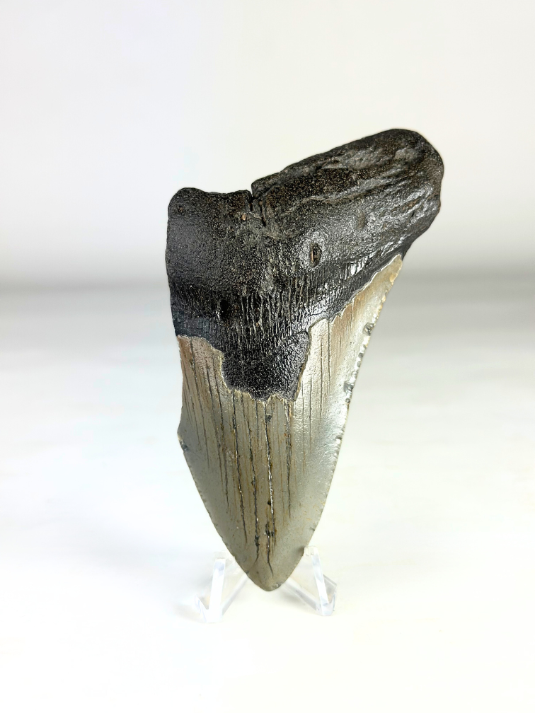 Dent de mégalodon "Savage Reborn" (VS) - 11,8 cm