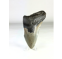 Megalodon Tooth "Savage Reborn" (VS) - 11.8 cm