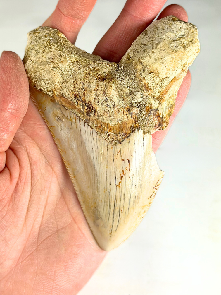 Megalodon Tooth "Mark of Air" (Indonesia) - 11,8 cm