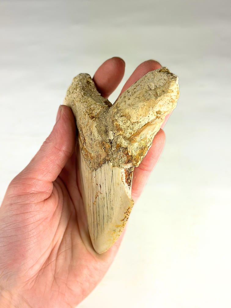 Diente de Megalodón "Mark of Air" (Indonesia) - 11,8 cm