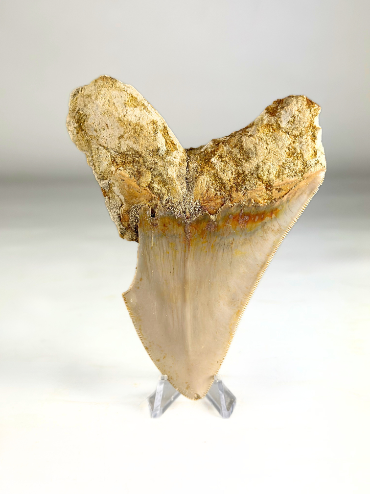 Dent de mégalodon "Mark of Air" (Indonésie) - 11,8 cm