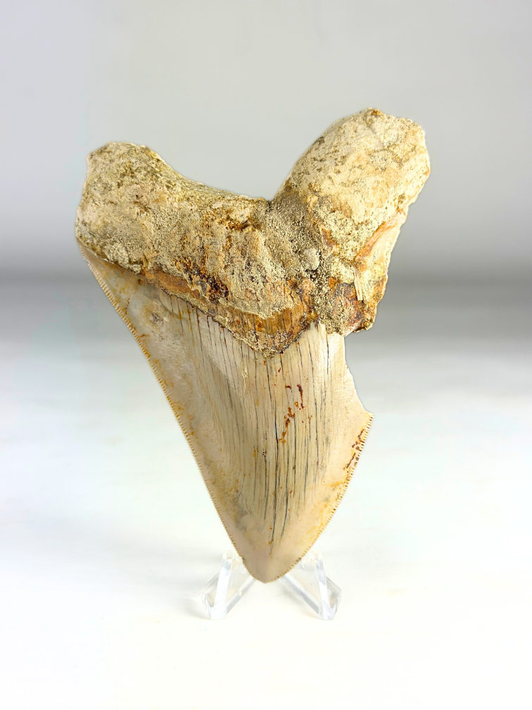 Diente de Megalodón "Mark of Air" (Indonesia) - 11,8 cm