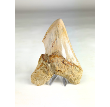 Megalodon-Zahn "Mark of Air" (Indonesien) - 11,8 cm
