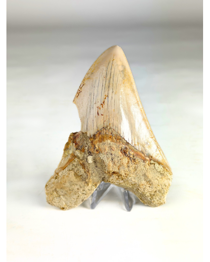 Dent de mégalodon "Mark of Air" (Indonésie) - 11,8 cm