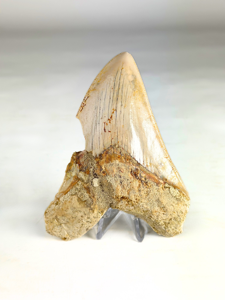 Megalodon-Zahn "Mark of Air" (Indonesien) - 11,8 cm
