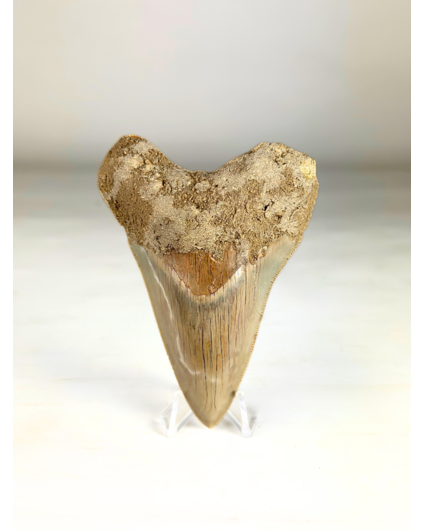 Megalodon Tand "Silver Knight" (Indonesië) - 9,7 cm