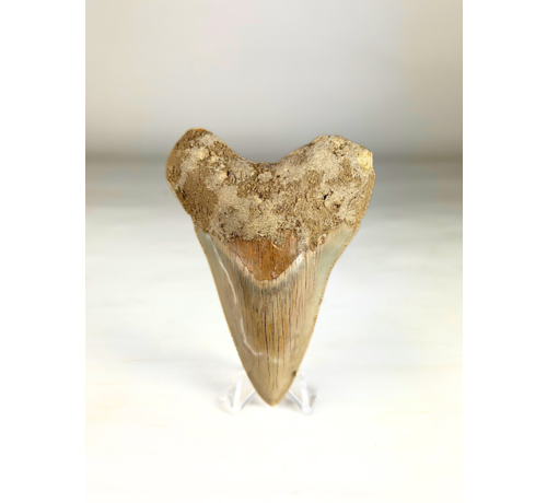 Megalodon-Zahn "Silver Knight" (Indonesien) - 9,7 cm