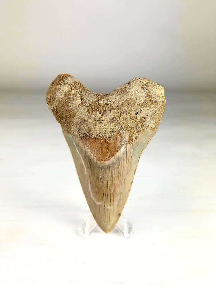 Megalodon Tooth "Silver Knight" (Indonesia) - 9,7 cm