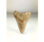 Dente di megalodonte "Silver Knight" (Indonesia) - 9,7 cm