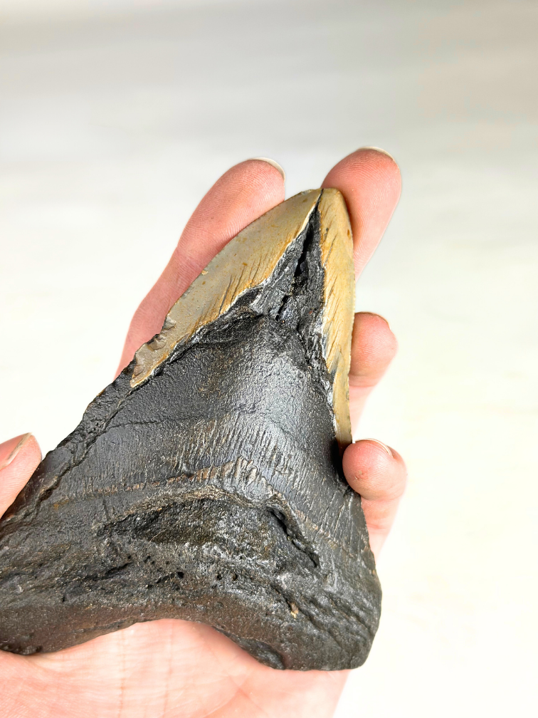 Dent de mégalodon "Broken Scythe" (US) - 12,3 cm