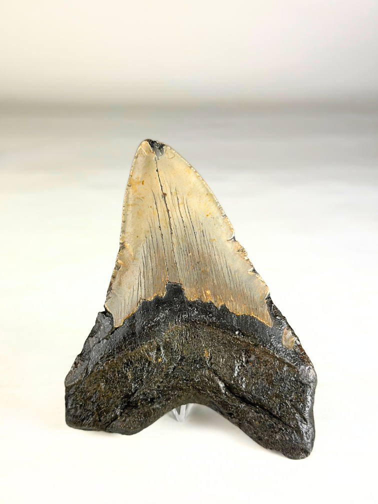 Dent de mégalodon "Broken Scythe" (US) - 12,3 cm