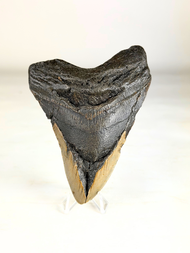 Megalodon Tooth "Broken Scythe" (US) - 12.3 cm
