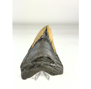 Dente di Megalodon "Broken Scythe" (USA) - 12,3 cm
